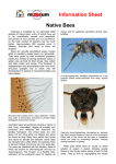 Information Sheet Native Bees