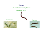 Classified in three major phylums: Roundworms Flatworms