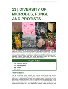 13 | DIVERSITY OF MICROBES, FUNGI, AND PROTISTS