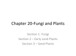 Chapter 20-Fungi and Plants