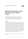 10 Epithelial cell polarity: what flies can teach us about cancer