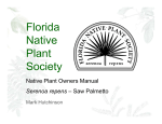 Serenoa repens - Florida Native Plant Society