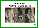 Mammals Native to Singapore
