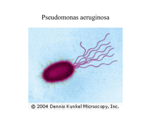 Pseudomonas aeruginosa