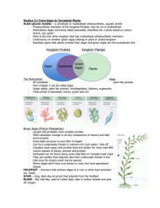 Section 3.1 From Algae to Terrestrial Plants ALGA (plural: ALGAE