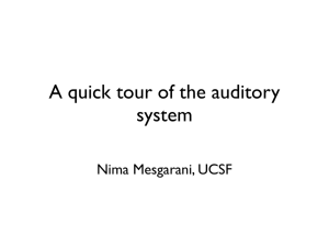 A quick tour of the auditory system