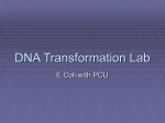 DNA Transformation LAb