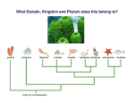 What Domain, Kingdom and Phylum does this belong to?