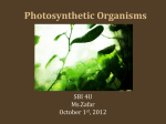 Photosynthetic Organisms