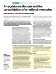 Amygdala oscillations and the consolidation of