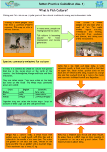 What is Fish Culture? Better-Practice Guidelines