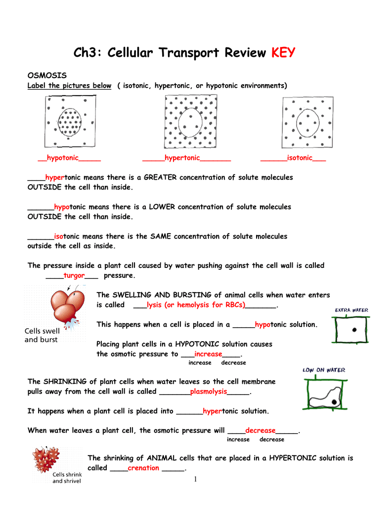 Ch20: Cellular Transport Review KEY Throughout Cellular Transport Worksheet Answer Key