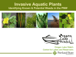 Invasive Aquatic Plants