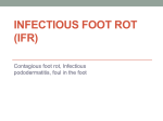 Infectious foot rot (IFR)