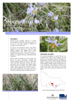 Matted Flax-lily - Department of Environment, Land, Water and