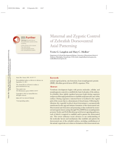 Maternal and Zygotic Control of Zebrafish Dorsoventral Axial