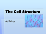 The Cell Structure - Sonoma Valley High School