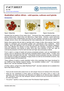 Australian native citrus (SA)