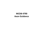 MCDB 4790 Axon Guidance