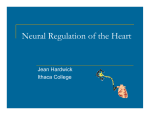 Neural Regulation of the Heart