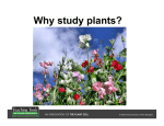 Why study plants?