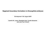 Segment boundary formation in Drosophila embryos