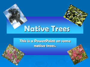 Native Trees