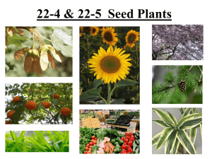 22-4 Seed Plants