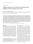 Multipolar Migration: The Third Mode of Radial Neuronal