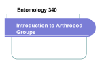 Introduction to Arthropod Groups