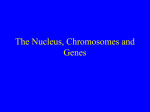 The Nucleus, Chromosomes and Genes