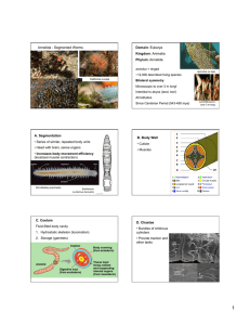 Annelida - Segmented Worms Domain: Eukarya Kingdom: Animalia