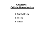 Chapter 8: Cellular Reproduction