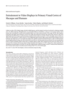 Entrainment to Video Displays in Primary Visual Cortex of Macaque