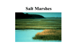 Coastal Salt Marshes