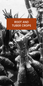 root and tuber crops