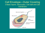 Cell Envelope—Outer Covering 3 Basic layers: Glycocalyx, Cell wall