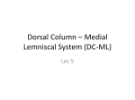 Dorsal Column * Medial Lemniscal System (DC-ML)