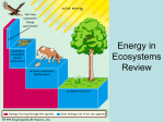 Energy in Ecosystems