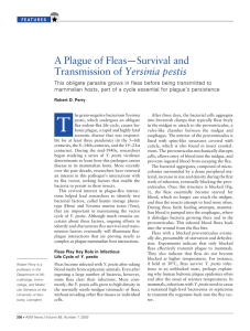 A Plague of Fleas—Survival and Transmission of Yersinia pestis