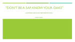 "Don`t be a sap, know your Oaks*
