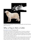 Why a Pug is Not a Collie - Home All Things Canid.org