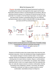 What Do Enzymes Do