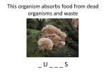 This organism absorbs food from dead organisms and waste
