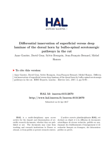Differential innervation of superficial versus deep - HAL