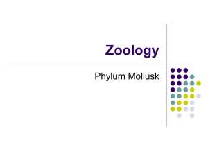 I. Intro to Mollusks