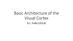 Basic Architecture of the Visual Cortex