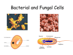 Bacterial and Fungal Cells