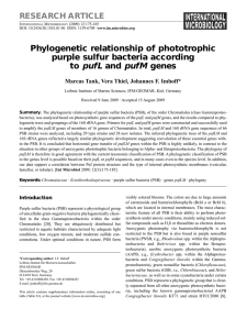 Phylogenetic relationship of phototrophic purple sulfur bacteria