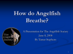 How Do Angelfish Breathe?